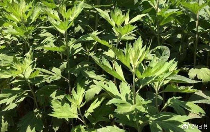 蚊子最怕的3種花，香味獨特隨便養(yǎng)，夏天蚊子不敢來