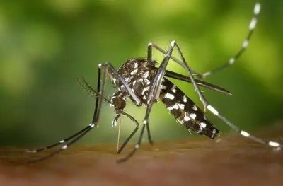 關(guān)于世界可迷惑任何人的19個有趣事實 生物質(zhì)驅(qū)蟲劑的奇妙世界